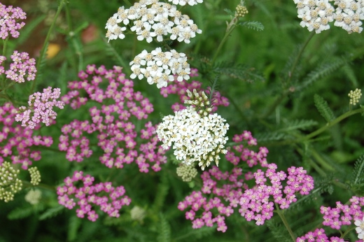 DSC_0004 (520x346).jpg