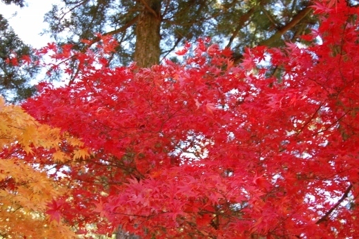 DSC_0007 (520x346).jpg