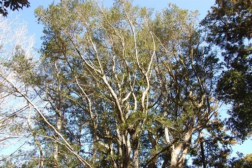 DSC_0009.JPG
