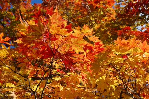 DSC_0009 (520x346).jpg