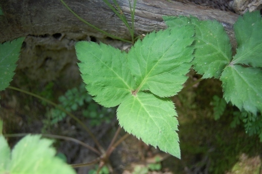 DSC_0010 (520x346).jpg