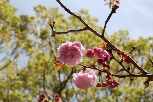 DSC_0022 (520x346).jpg