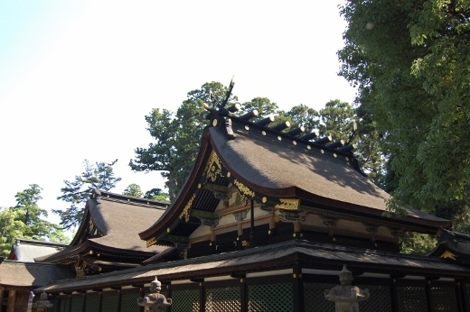 DSC_0024 (520x346).jpg