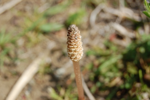 DSC_0037 (520x346).jpg