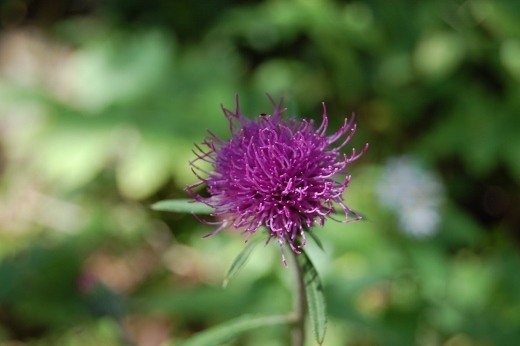 DSC_0043 (520x346).jpg
