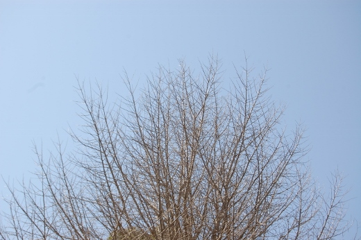 DSC_0051 (520x346).jpg