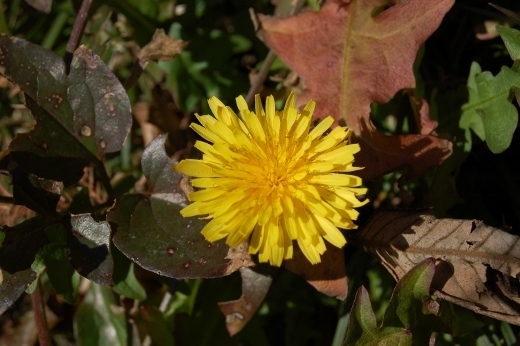 DSC_0052 (520x346).jpg