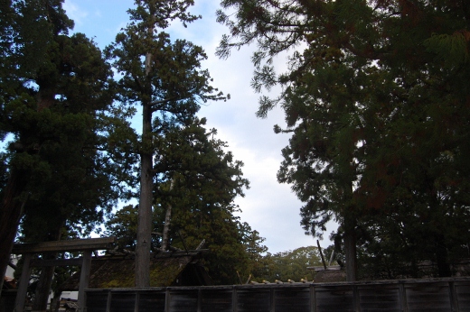 DSC_0065 (520x346).jpg