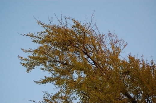 DSC_0069 (520x346).jpg