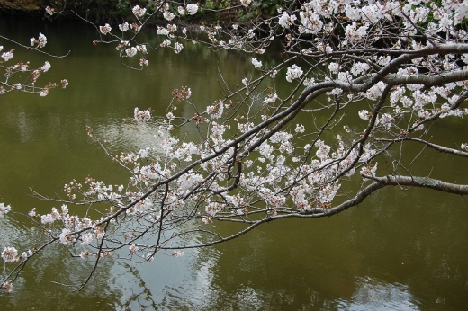 DSC_0071 (520x346).jpg