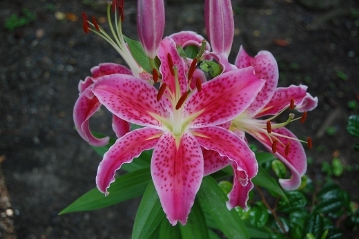 DSC_0074 (520x346).jpg