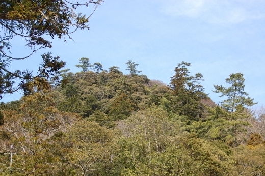 DSC_0080 (520x346).jpg