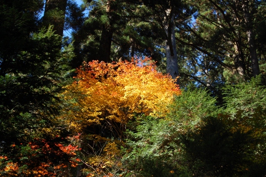 DSC_0092 (520x346).jpg