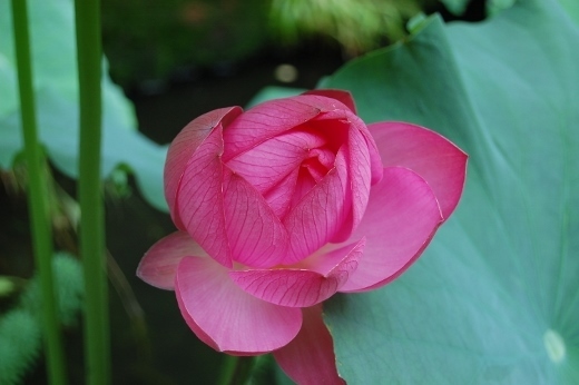 DSC_0093 (520x346).jpg
