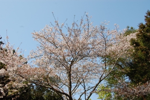 DSC_0100 (520x346).jpg