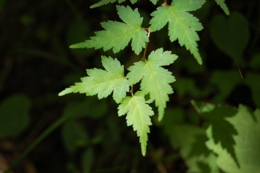 DSC_0120 (520x346).jpg