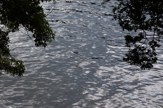 DSC_0142 (520x346).jpg