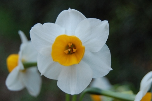 DSC_0203 (520x345).jpg