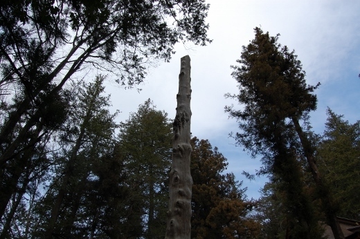 DSC_0222 (520x346).jpg
