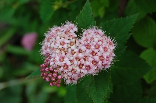 DSC_0244 (520x346).jpg