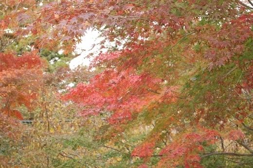DSC_0483 (520x346).jpg